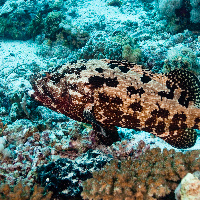 Malabar grouper (Epinephelus malabaricus)