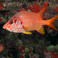 Giant squirrelfish (Sargocentron spiniferum)