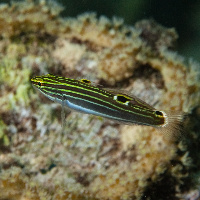 Hector's goby (Amblygobius hectori)