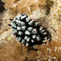 Pustulose wart slug (Phylidiella pustulosa)