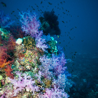 Sudan soft coral garden