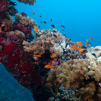 Life on Umbria wreck - Sudan