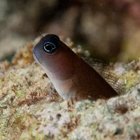 Chestnut blenny (Cirripectes castaneus)