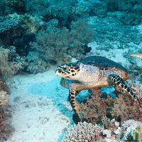 Kareta pravá / Hawksbill sea turtle (Eretmochelys imbricata)