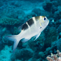 Bigeye emperor (Monotaxis grandoculis)