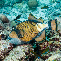 Titan Triggerfish (Balistoides viridescens)