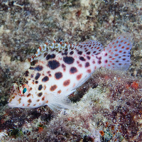 Spotted hawkfish (Cirrhitichthys oxycephalus)