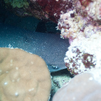 White tip reef shark (Triaenodon obesus)