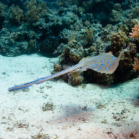 Bluespotted stingray (Taeniura lymma) in action