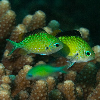 Bluegreen puller (Chromis viridis)