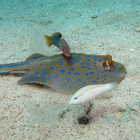 Bluespotted stingray (Taeniura lymma) & friends