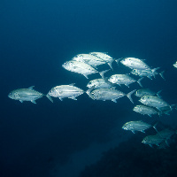 Bigeye trevally (Caranx sexfascinatus)