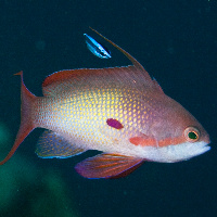 Jewel fairy basslet (Pseudanthias squamipinnis)  