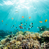 Sun Rays & Coral Garden