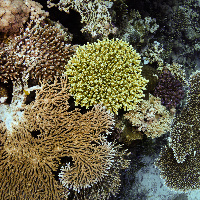 Acropora pulchra (Acropora pulchra) & other hard coral garden