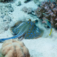 Bluespotted stingray (Taeniura lymma) & Chequerboard wrasse (Halichoeres hortulanus)