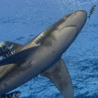 Oceanic white tip shark (Carcharhinus longimanus)