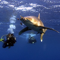 Oceanic white tip shark (Carcharhinus longimanus)