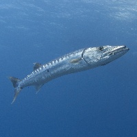 Great barracuda (Sphyraena barracuda)