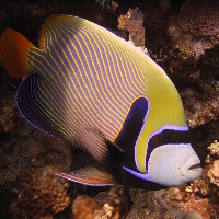 Emperor angelfish (Pomacanthus imperator)