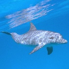 Bottlenose dolphin (Tursiops truncatus)