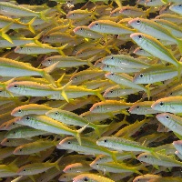 Yellowfin goatfish (Mulloides vanicolensis)