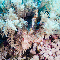 Flathead Scorpionfish