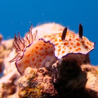 Cute risbecia (Risbecia pulchella)