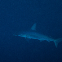 Hammerhead