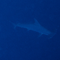 Hammerhead