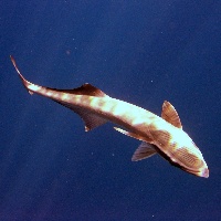 Sharksucker (Echeneis naucrates)