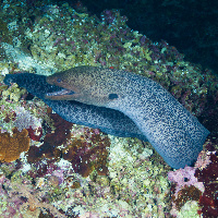 Giant moray