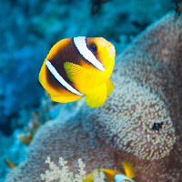 Anemonefish