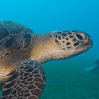 Green Turtle (Chelonia mydas)