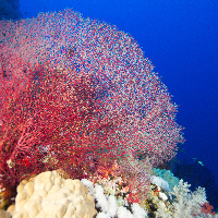 Hickon's fan coral