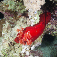 Spanish dancer