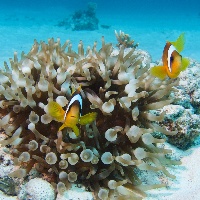 Red Sea anemonfish (Amphiprion bicinctus)