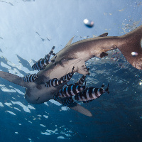 Oceanic White Tip Shark