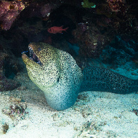 Giant moray