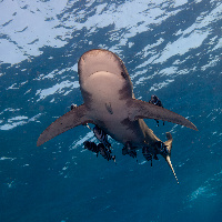 Oceanic White Tip Shark