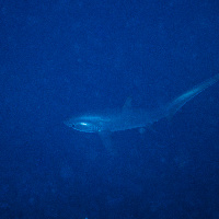 Tresher shark
