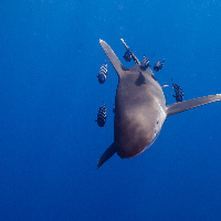 Oceanic White Tip Shark