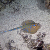 Bluespoted stingray