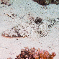 Crocodile fish