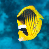 Stripped butterflyfish