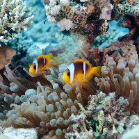 Red sea Anemonfish