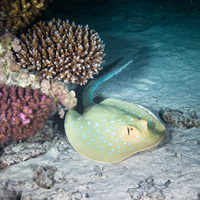 Bluespotted Stingray on night dive