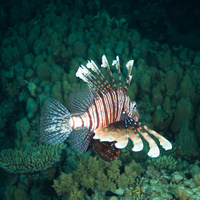 Lionfish - night dive