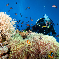 Radek with Anemone