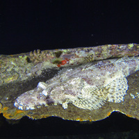 Crocodile Fish